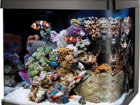 Aqueon Products - Glass - Coralife Biocube Aquarium Online Hot Sale